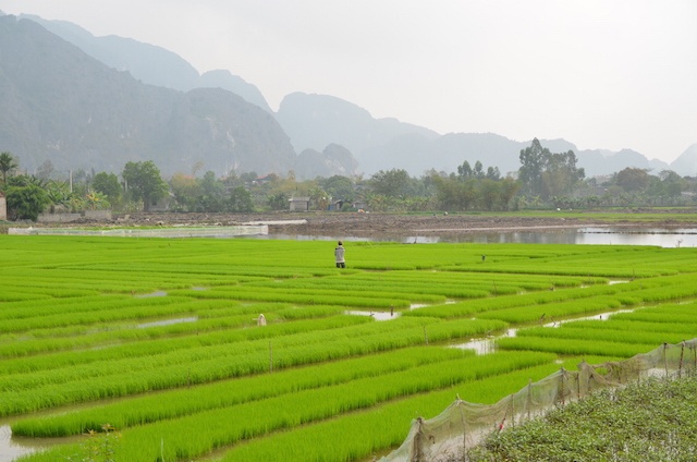 Campos de arroz Vietnã