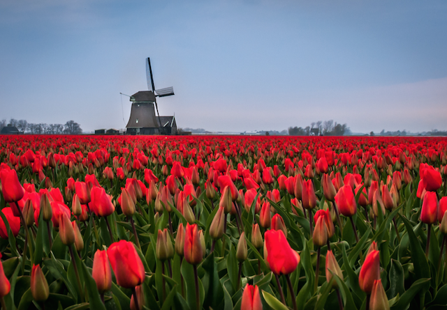 Campos de tulipa – Holanda