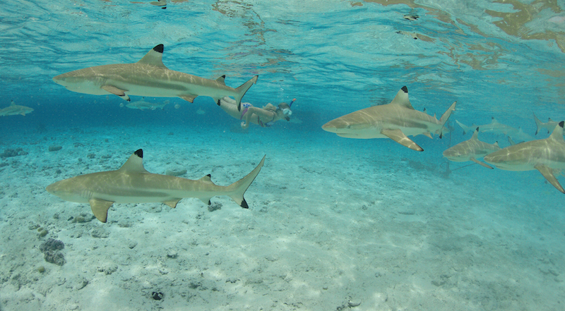 Mergulho com os tubarões em Bora Bora