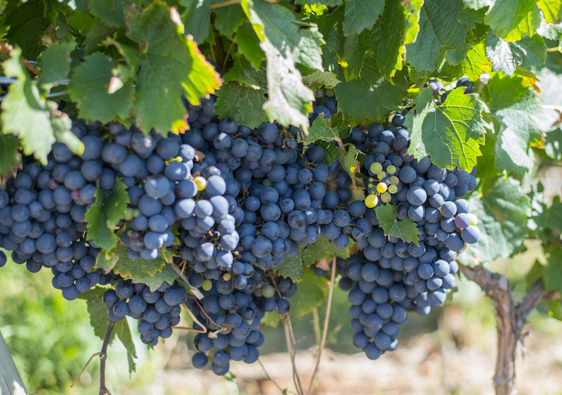 Como produzir vinho argentino