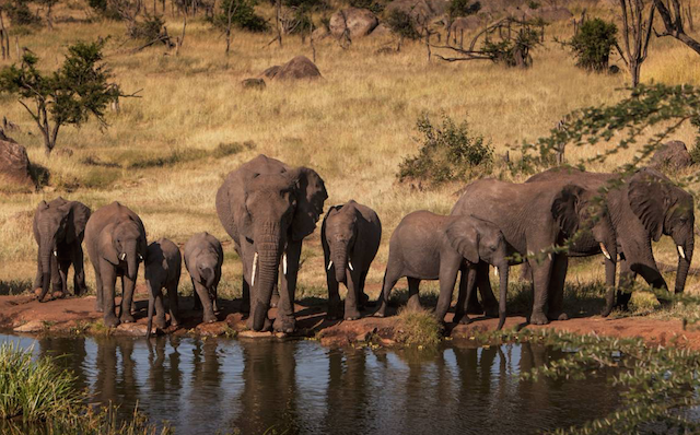 Elefantes na Africa