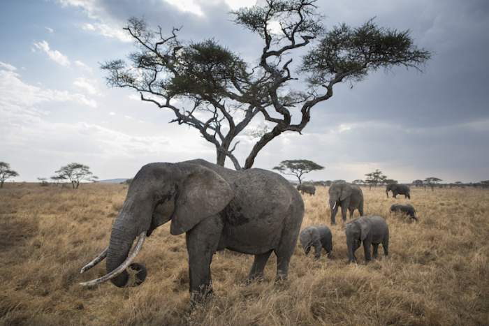 Elefantes Sáfari Serengeti