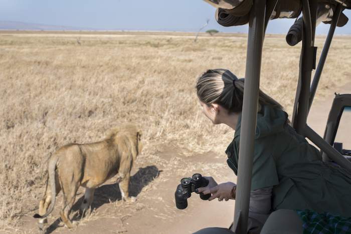 Leão: Safári no Serengeti
