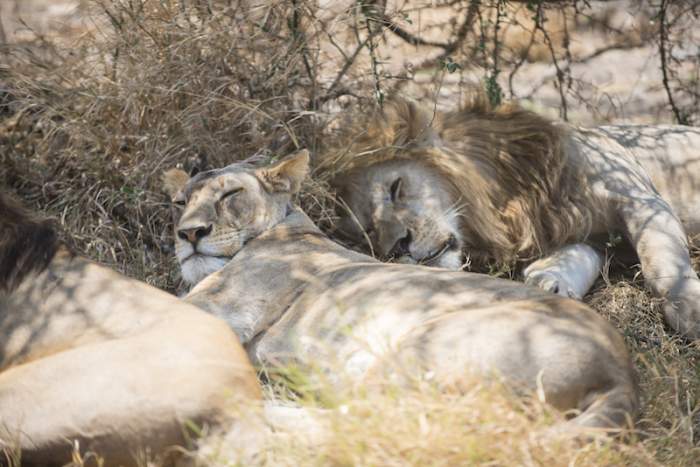 Leões no Serengeti
