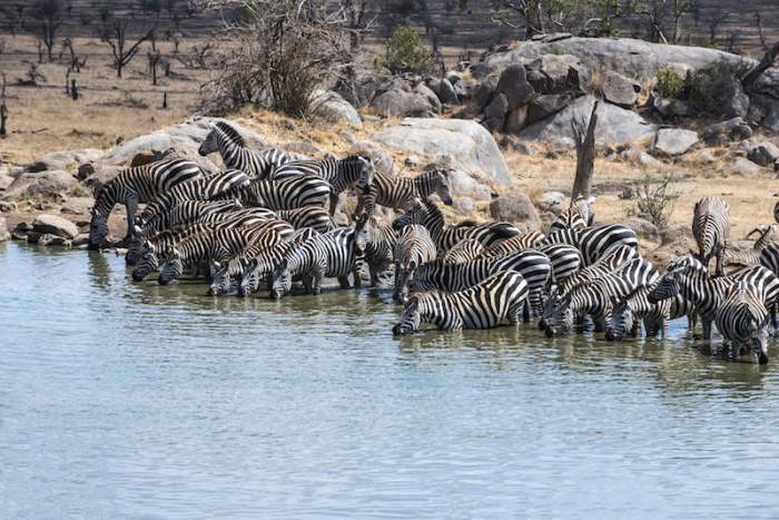 Zebras Serengeti
