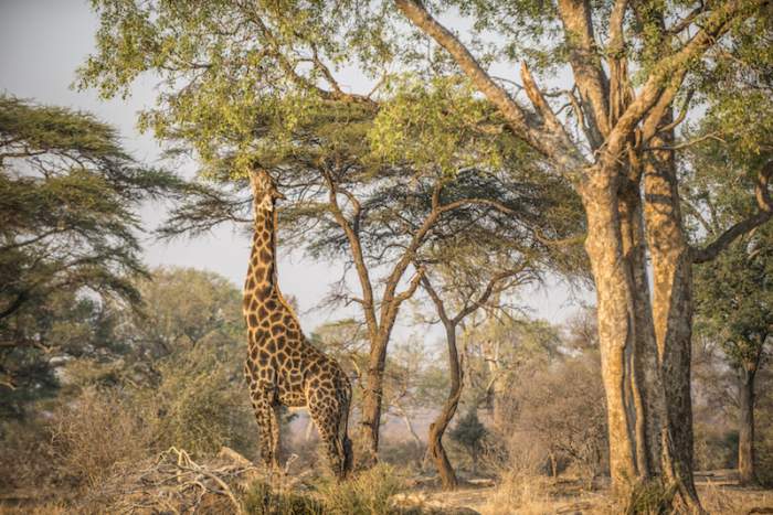 Safari no Zimbábue