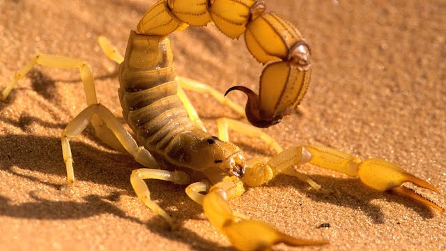 escorpião no deserto do Saara
