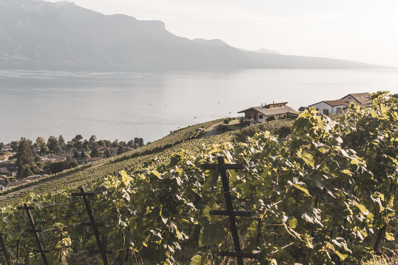 região vinícola na Suíça